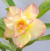 ROSA DO DESERTO FLAMING (fotocromática) na internet