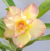 Rosa do Deserto FLAMING - Pronta Entrega na internet