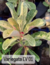 Variegata EV 01