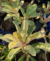 Variegata EV 01 - comprar online