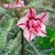 Variegata ELEGANT