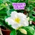 Variegata CHILENA - Pré venda envio final de junho - comprar online