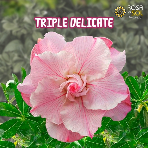 Rosa do Deserto TRIPLE DELICATE - Pronta Entrega - comprar online
