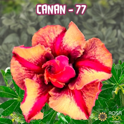 PRE VENDA - Rosa do Deserto CANAN 77 - (Envio final de agosto)