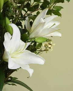 LILIUM - comprar online