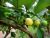 Hidrolato de Goiaba (Psidium guajava) ORGÂNICO - 1L - comprar online