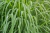Hidrolato de Citronela (Cymbopogon nardus) ORGÂNICO - 200mL - comprar online