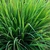 Óleo essencial de Capim Limão (Cymbopogon citratus) ORGÂNICO - 10mL na internet