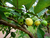 Hidrolato de Goiaba (Psidium guajava) ORGÂNICO - 200mL - comprar online