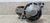 Motor De Arranque Hyundai Tucson 2.0 16v 2008 09 10 11 12 - Alpha Auto Peças Sorocaba
