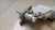Cilindro Mestre Freio Fiat Toro 2.0 Diesel 2020 0204807659