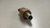 Sensor Temperatura Óleo Bmw X3 N20 B20 F30 2.0 2012 a 2017 - Alpha Auto Peças Sorocaba