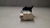 Sensor Cebolinha Pedal Freio Ford Focus 2008 a 2013 - comprar online