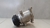 Compressor ar condicionado honda civic 2.0 2022 - comprar online