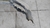 Parachoque Dianteiro Honda Civic 2012- 2014/Recuperado - loja online