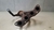 Coletor Escape Honda Fit 1.5 2005 - comprar online