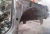Par Dobradiça dianteira direita toyota corolla 2013 ORIGINAL