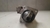Motor Arranque Ford Ecosport 1.6 2012 a 2017 8V2111000BE - Alpha Auto Peças Sorocaba