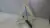Triângulo Sinalizador Peugeot 207 1.4 2012 - comprar online
