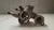 Carcaça valvula termostatica Mitsubishi Asx 2.0 2010 a 2015 na internet