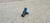Sensor Fase Ford Focus 1.6 16v Flex 2009 10 11 Original na internet