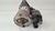 Motor Arranque Toyota Corolla 1.8 2008 A 2011 - comprar online