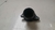 Flange valvula termostatica Vw passat Tsi 2011 a 2014 na internet