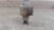 Sensor Pedal Freio Fiat Palio Fire 1995 a 2016 - 2799B365 - comprar online