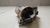 Motor Arranque Hyundai Tucson 2.0 2005 a 2015 Flex - Alpha Auto Peças Sorocaba