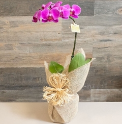 ORQUÍDEA ROXA NA JUTA