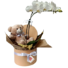 Orquídea Maternidade