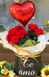 Box Begonia vermelha