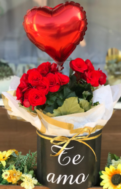 Box Begonia vermelha
