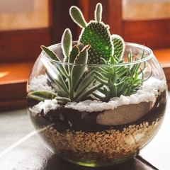 TERRÁRIO NO AQUARIO DE VIDRO