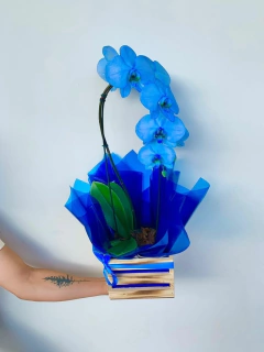 ORQUÍDEA AZUL