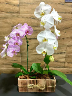 KIT DUAS ORQUÍDEAS