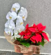 ORQUÍDEA E BICO DE PAPAGAIO
