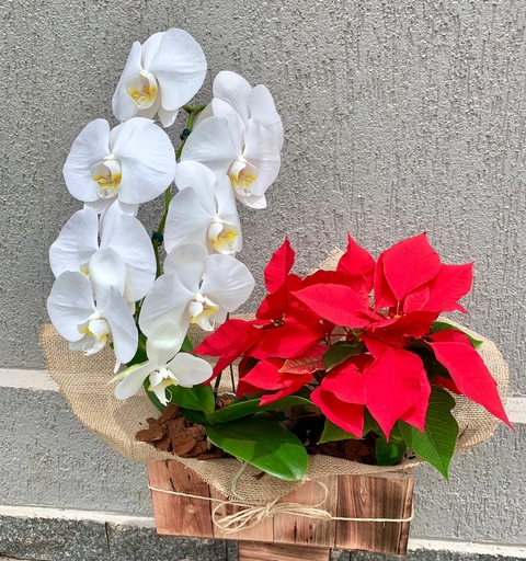 ORQUÍDEA E BICO DE PAPAGAIO