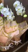 Orquídea Branca Phalaenops