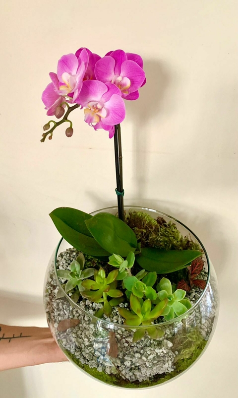 aquário com orquídea e suculentas