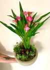 Callas com suculentas