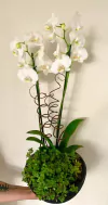 Orquídea com tostão