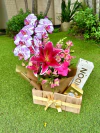 kit Orquidea com chandon