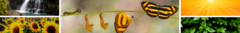 Banner da categoria Cabelos Danificados 