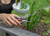 Tijera para hierbas con pinza Gardena GripCut 12213-20 - Magno Company