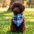 Detalle pasante bandana cuadrillé para mascotas