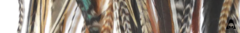Banner da categoria Penas