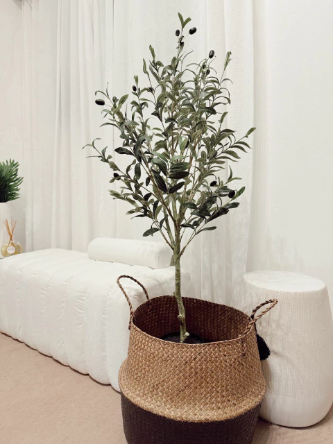 Planta Olivo 120cm - comprar online