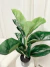 Planta Gomero 70cm en internet