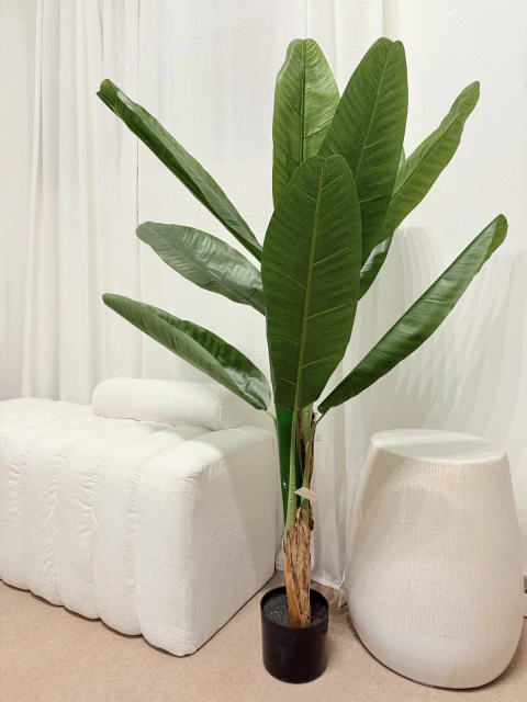 Planta Bananero 120cm - comprar online